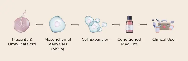 Mesenchymal Stem Cells Extraction